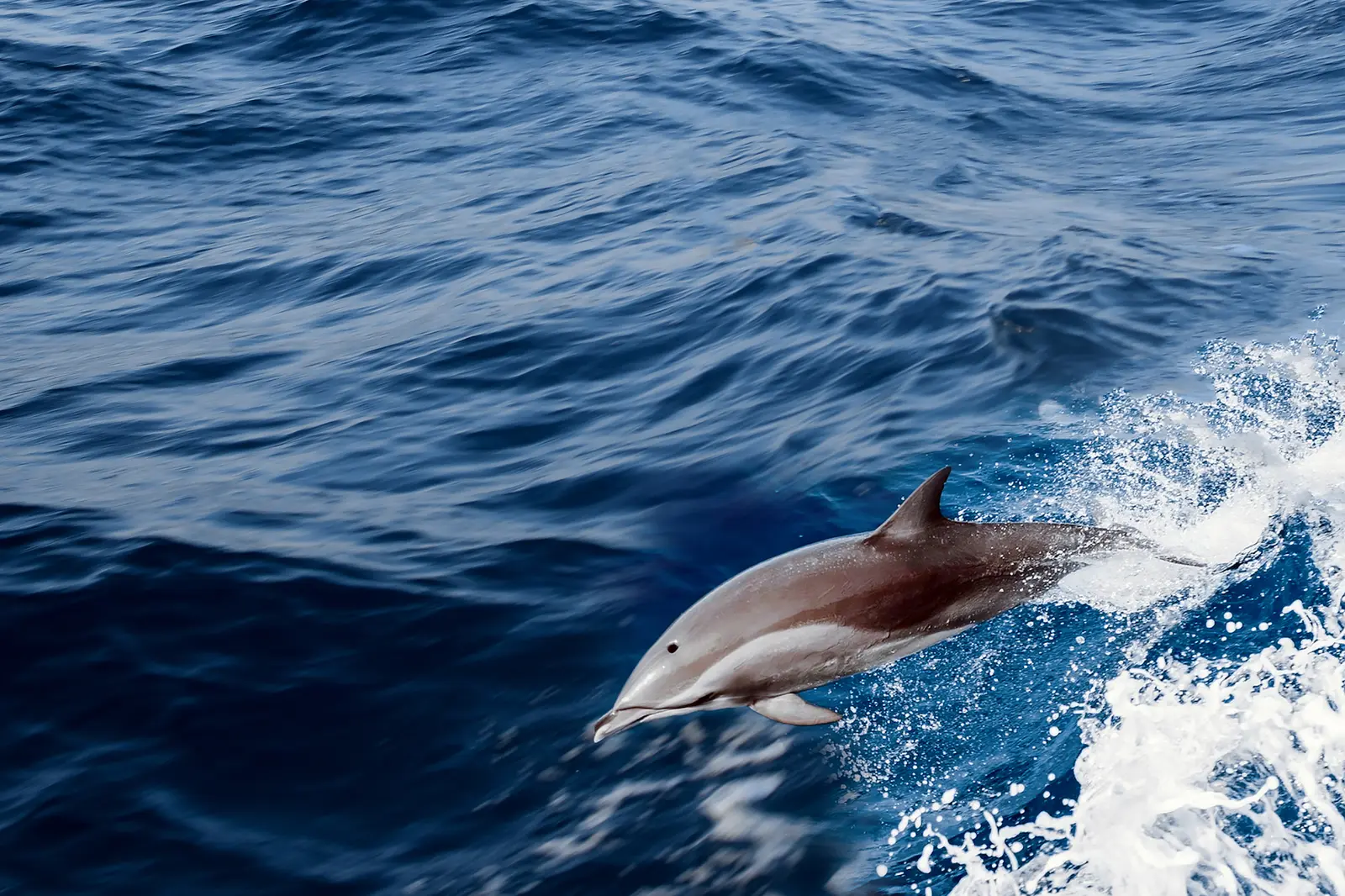 Dolphin riding the bow wave of Koralj