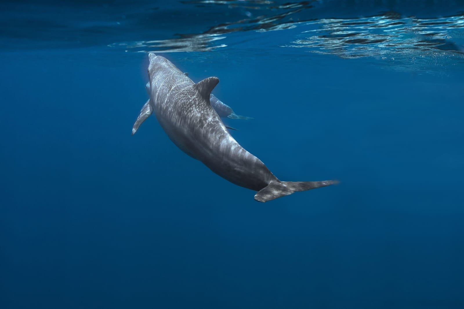 Dolphin gliding through deep blue water