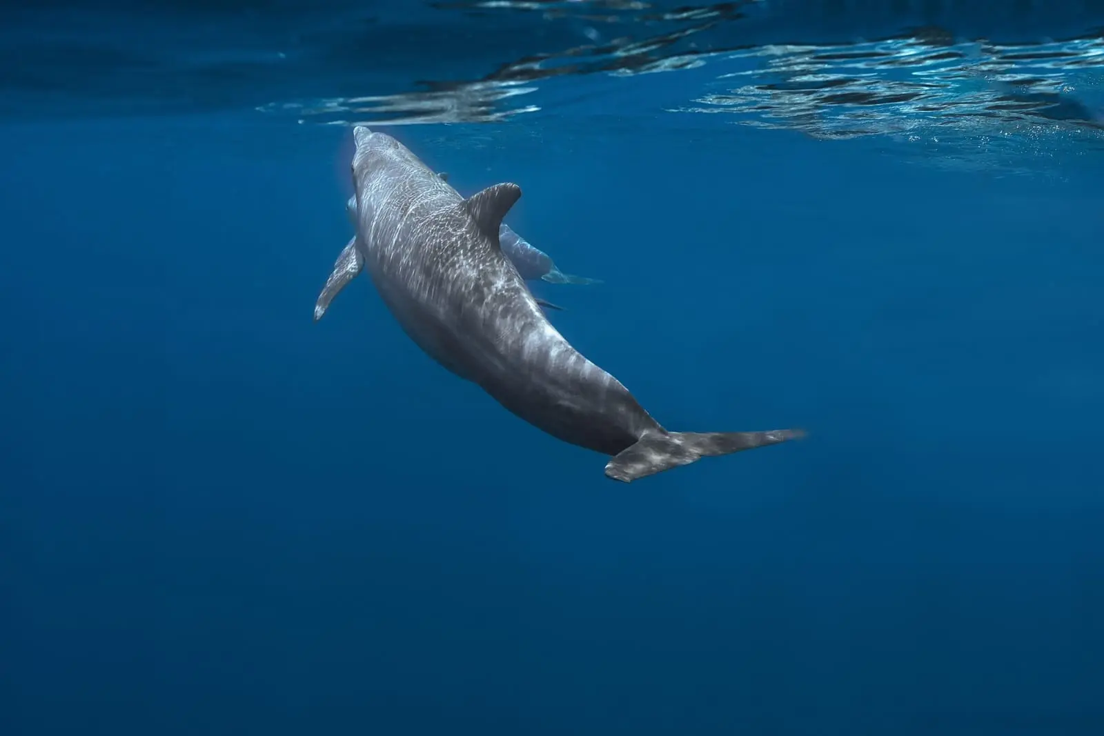 Dolphin gliding through deep blue water