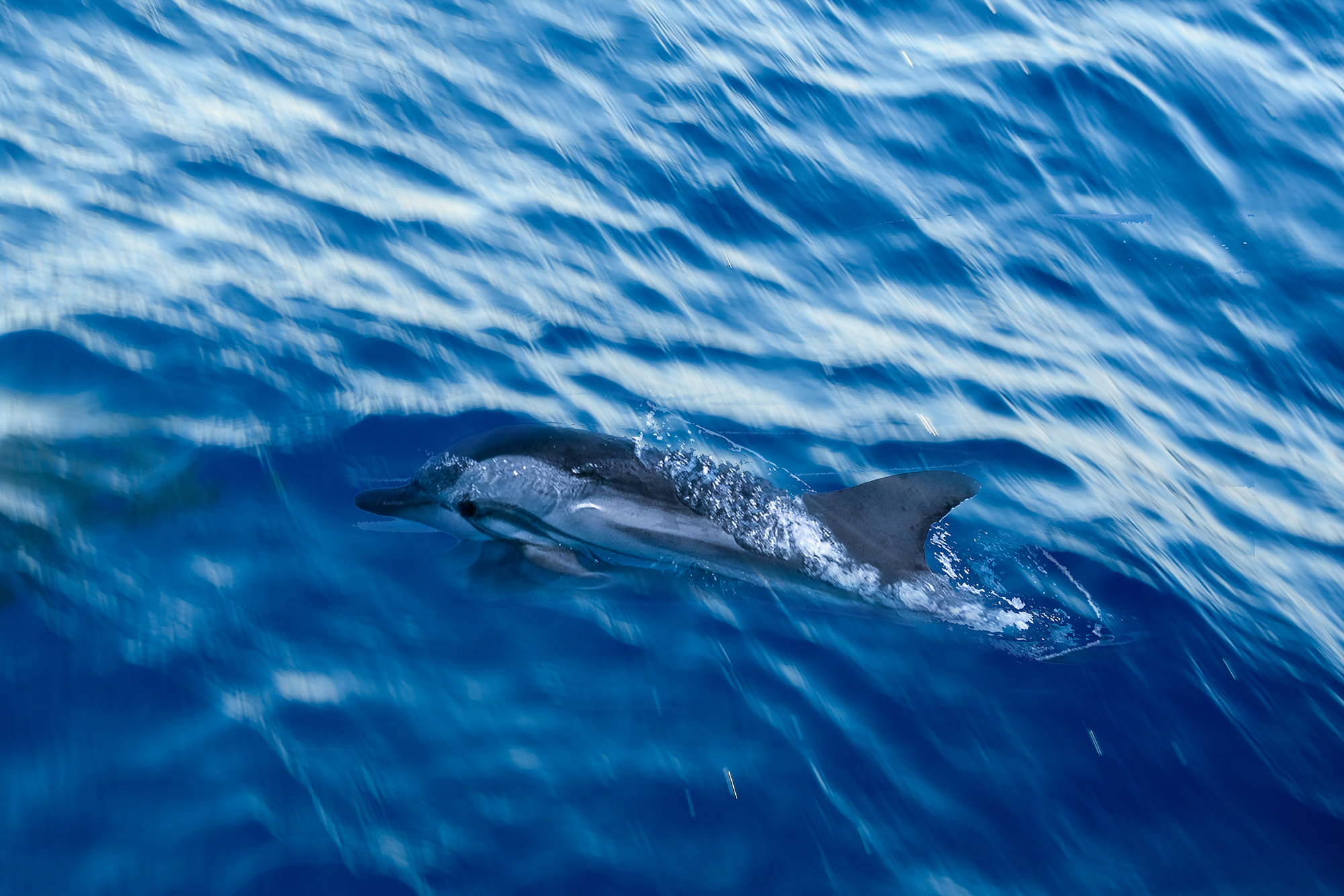 Dolphin surfacing beside the boat