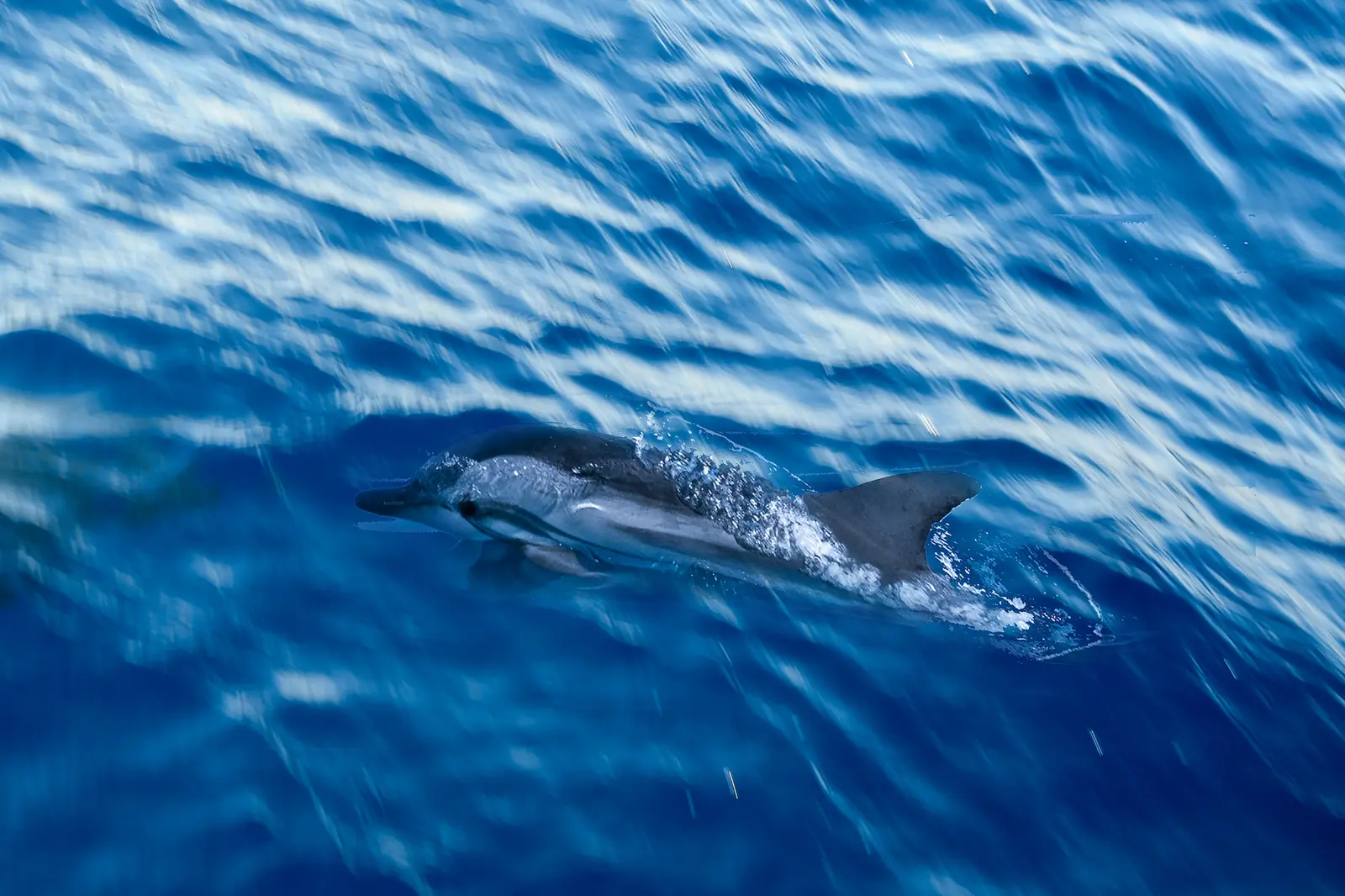 Dolphin surfacing beside the boat