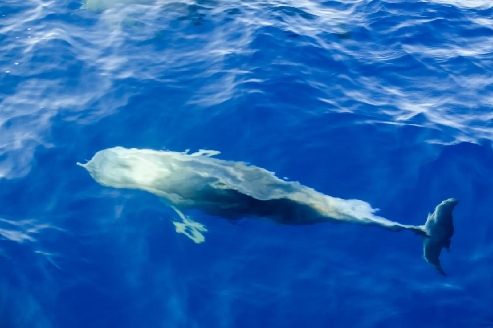 Dolphin diving near Brijuni