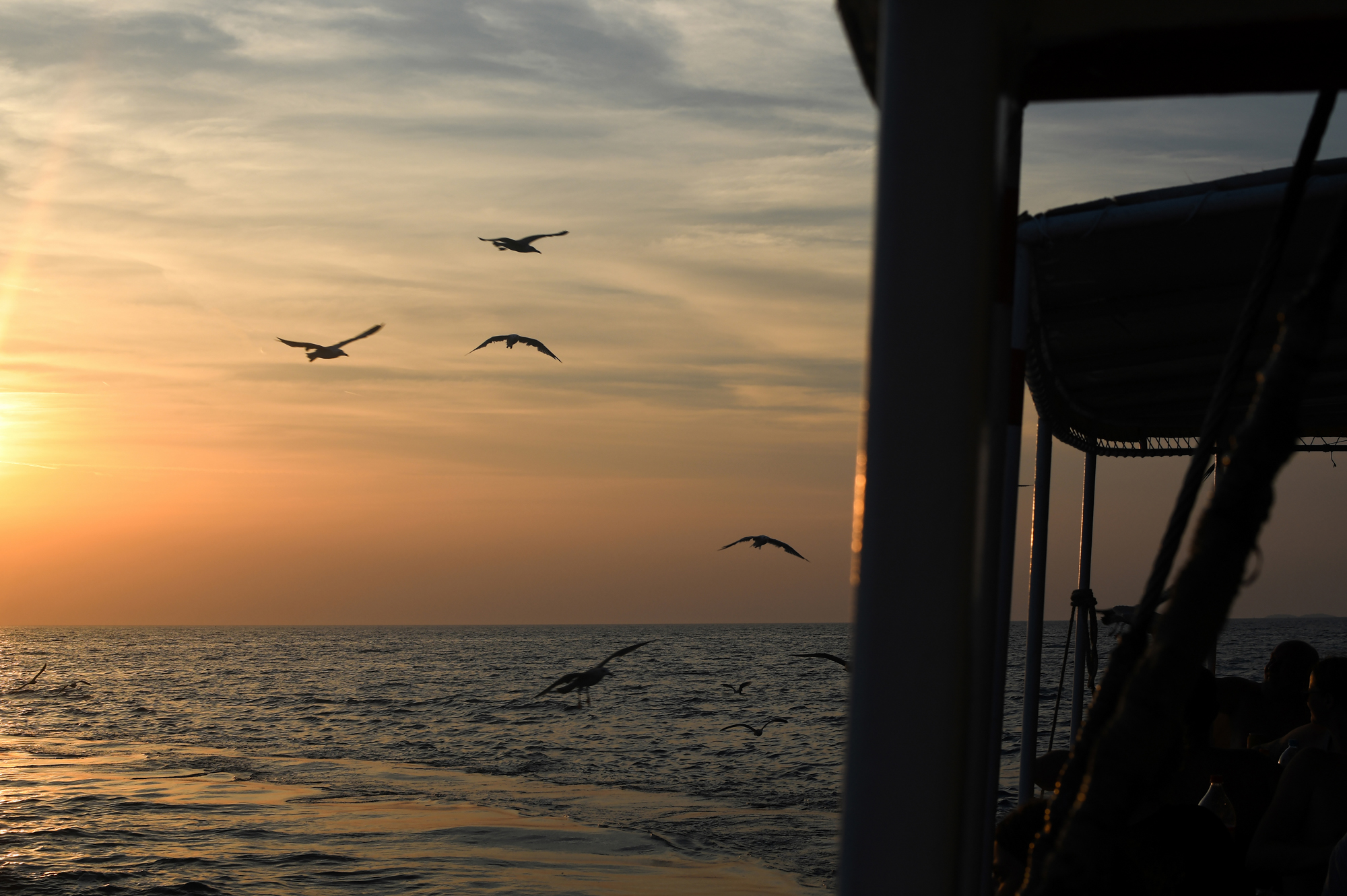 Seagulls over the Adriatic at sunset