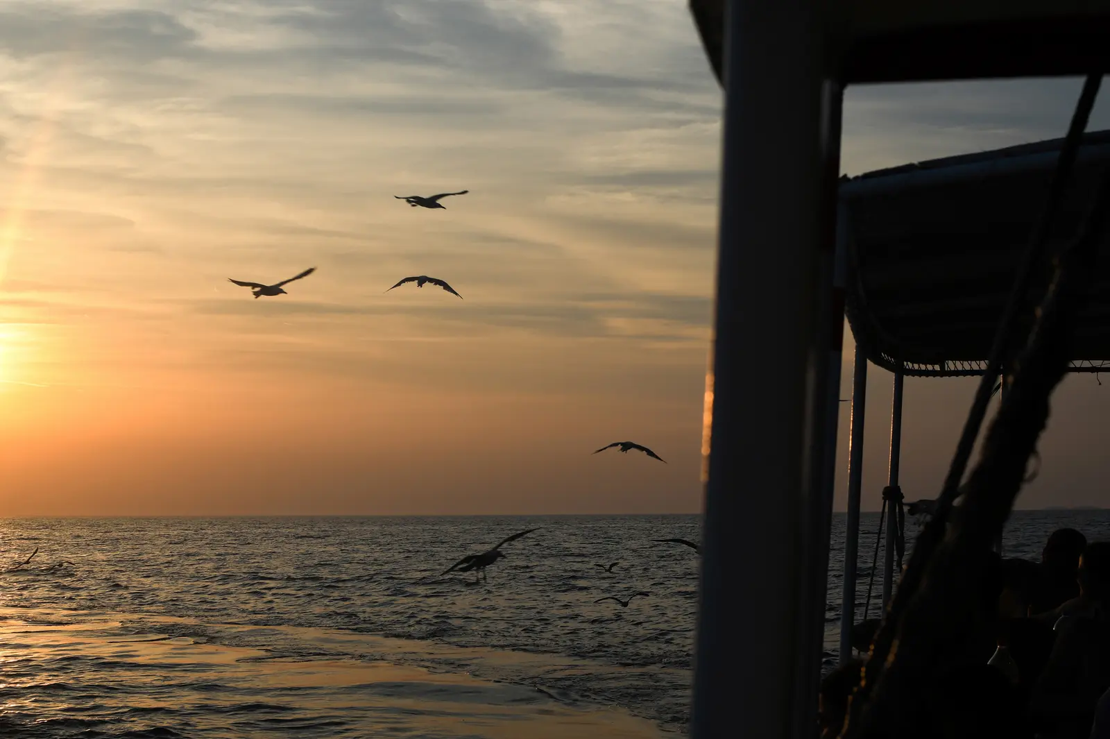 Seagulls over the Adriatic at sunset